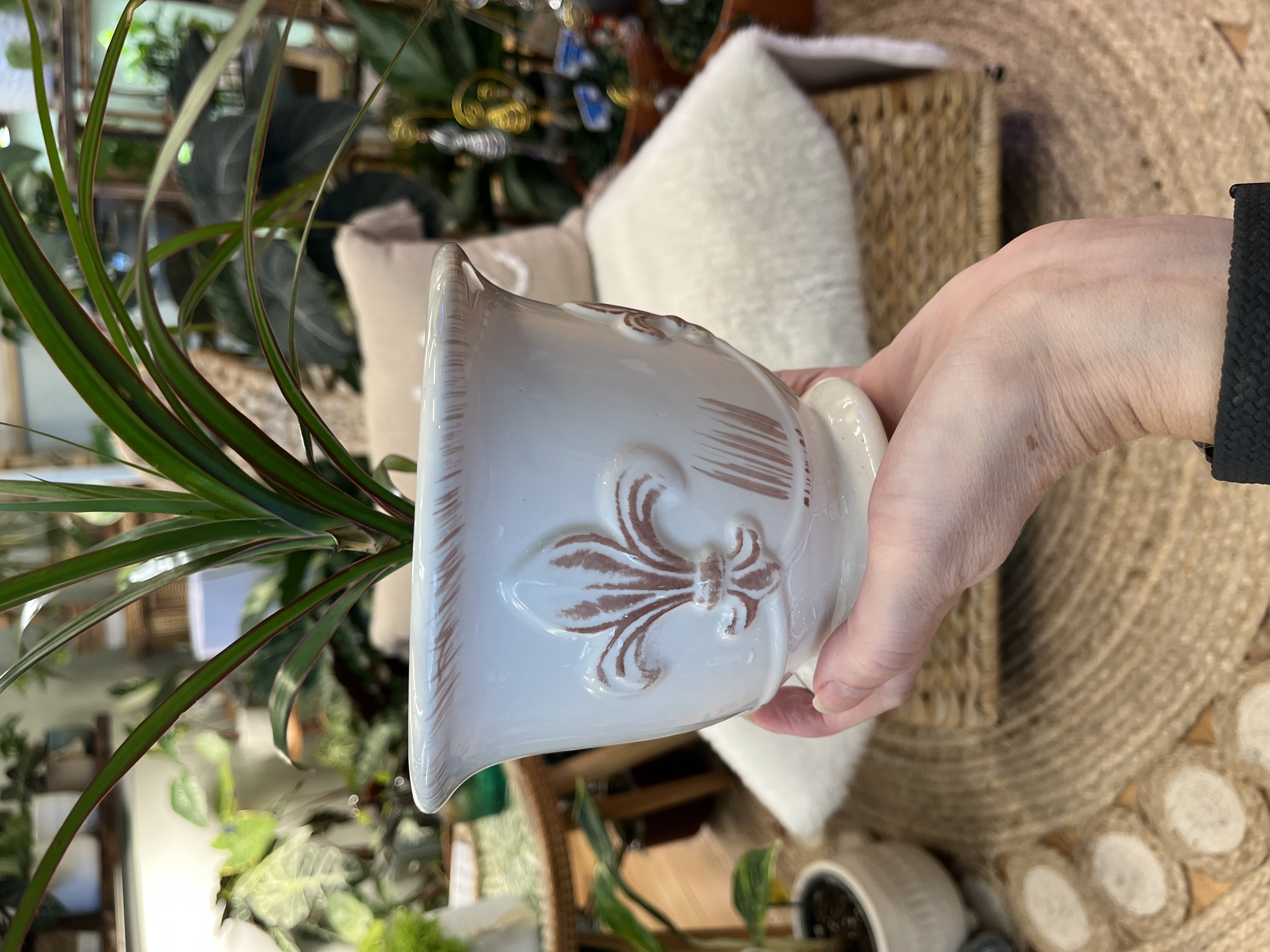 Draceana Reflexa in Vintage Fleurs de Lis vase