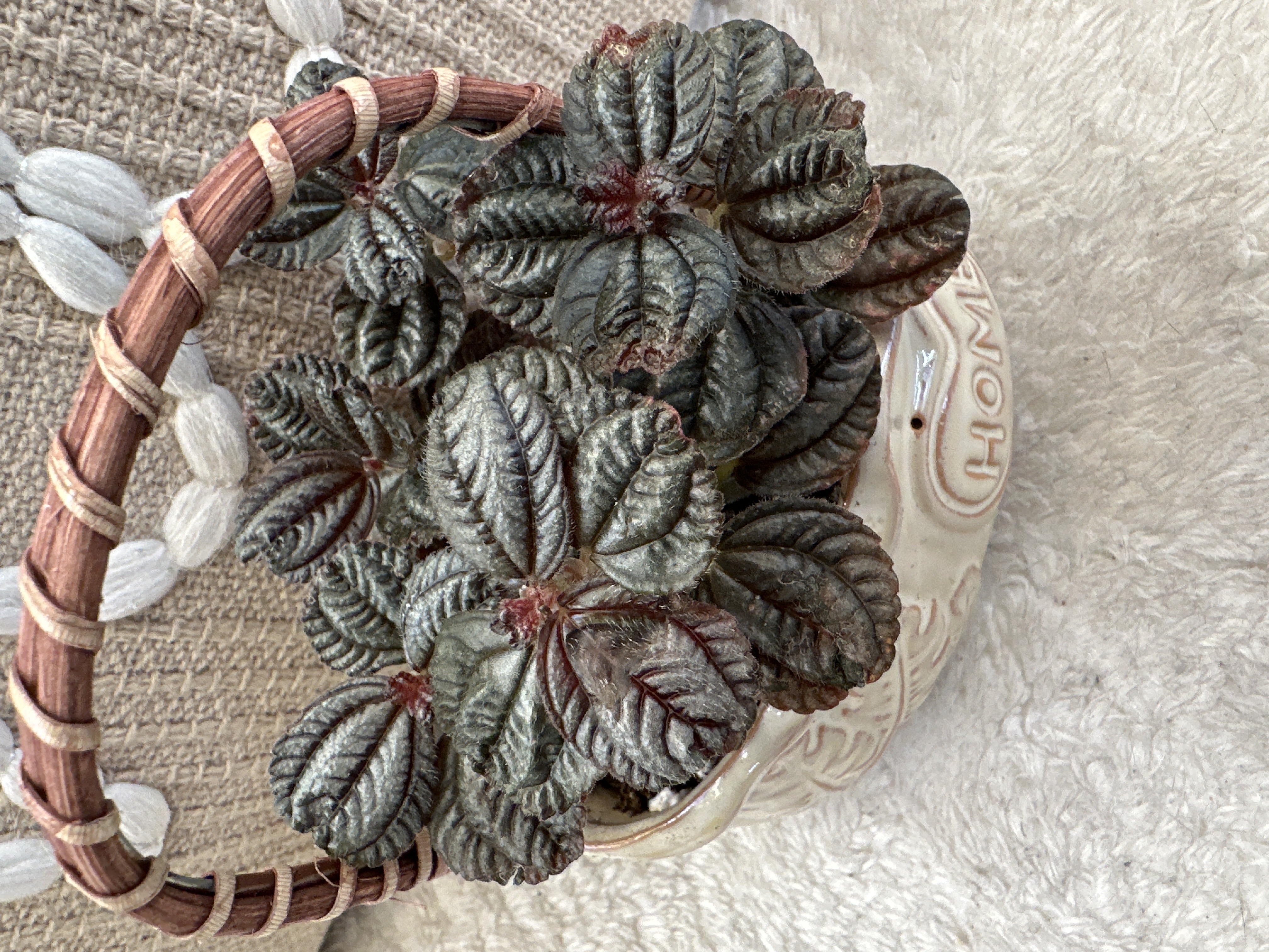 Pilea Bronze in Ceramic Basket