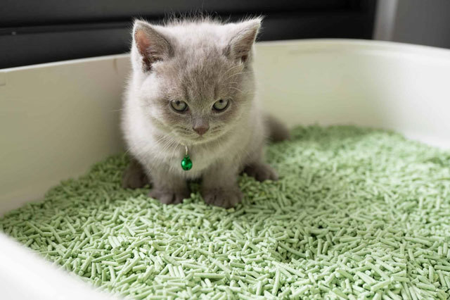 Natural Green Cat Litter