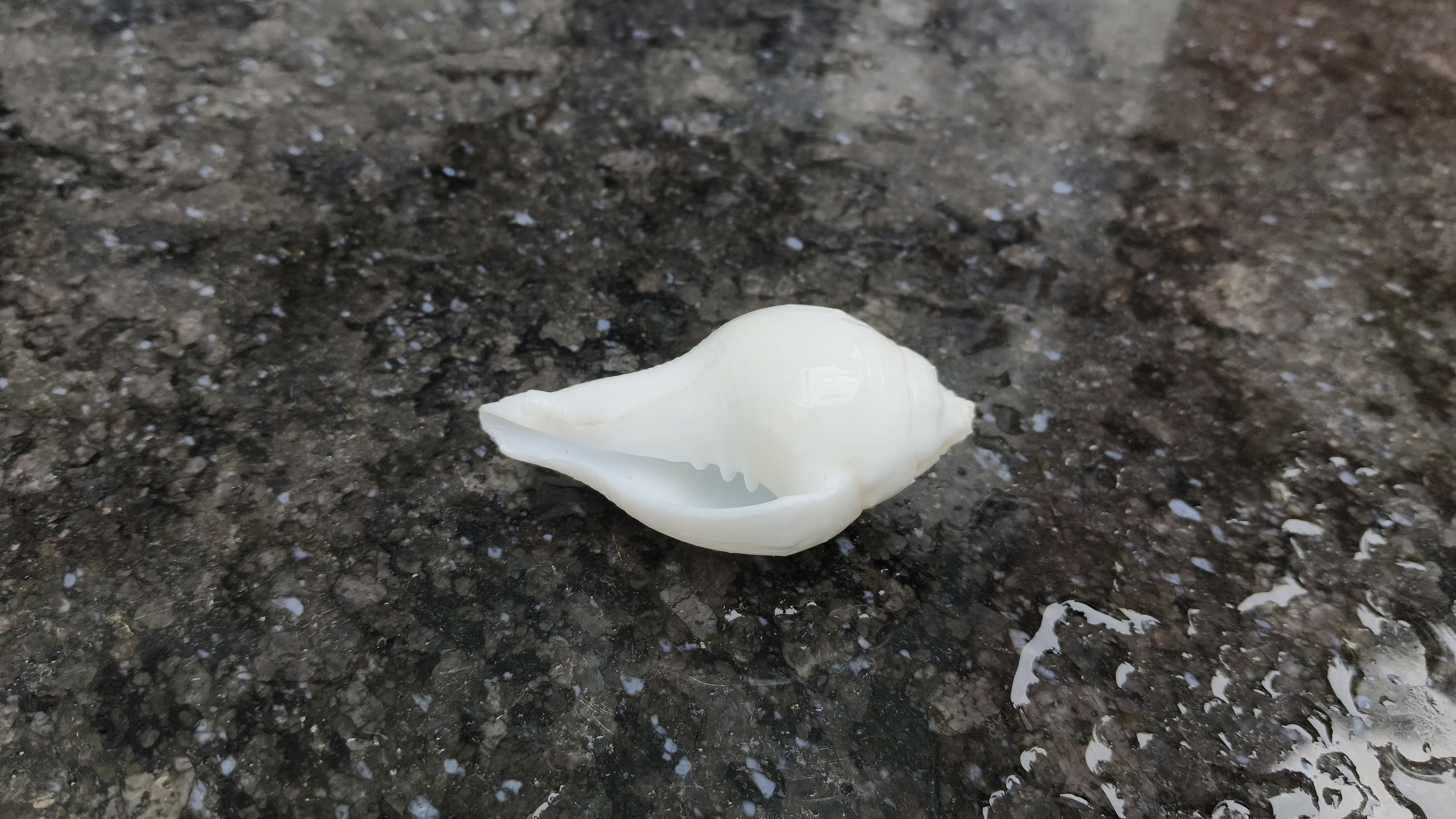 White Conch Shell for puja purpose