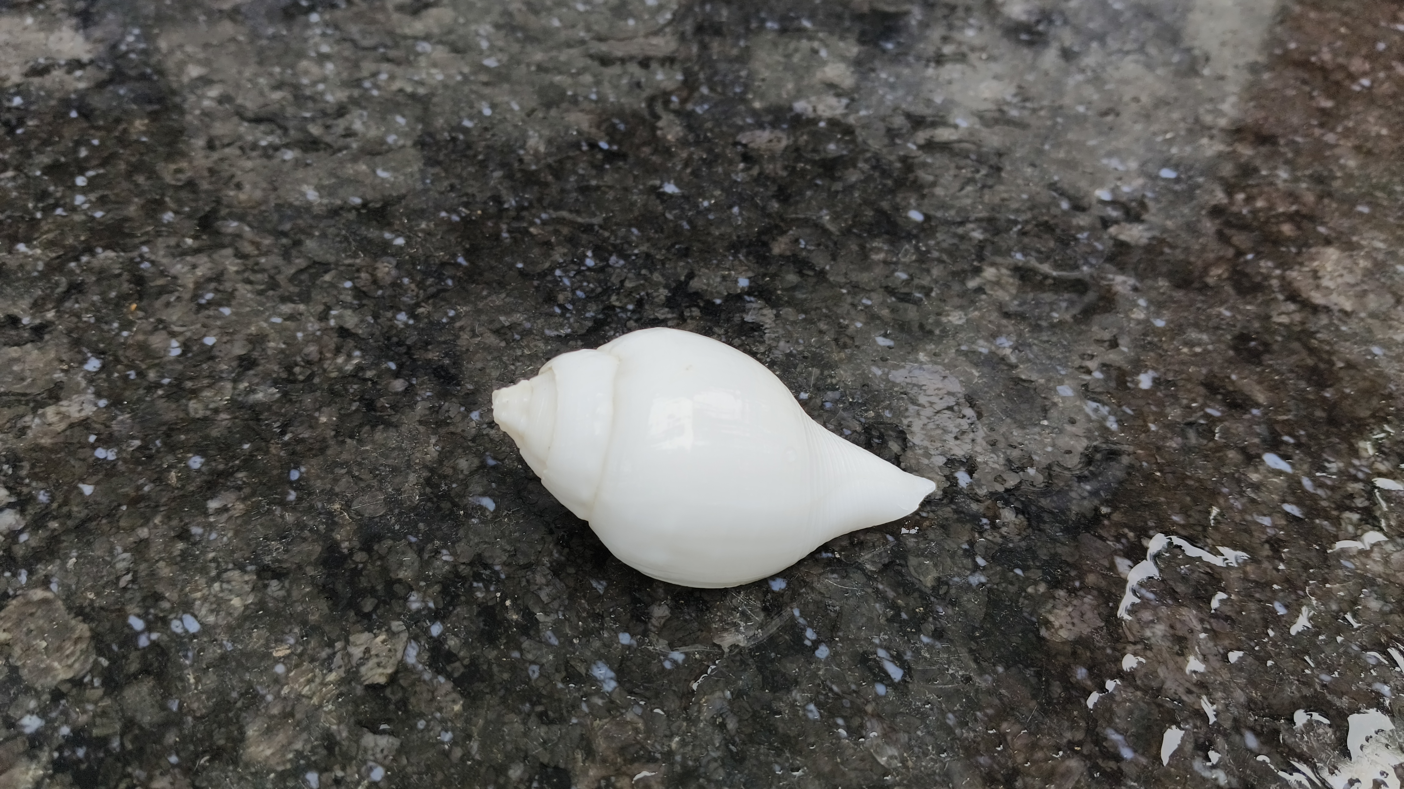 White Conch Shell for puja purpose