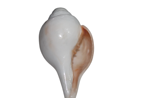Best quality White Conch Shell (Sankh) 10inch long