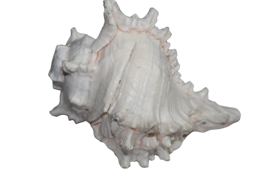 Vishnu Sankh (Large Conch Shell)