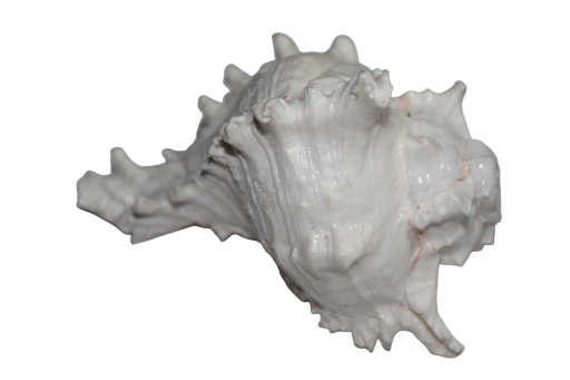 Vishnu Sankh (Large Conch Shell)