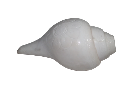 Best quality White Conch Shell (Sankh) 10inch long