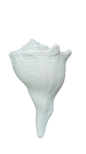 Dakhinabarti (right handed) unique White Conch Shell
