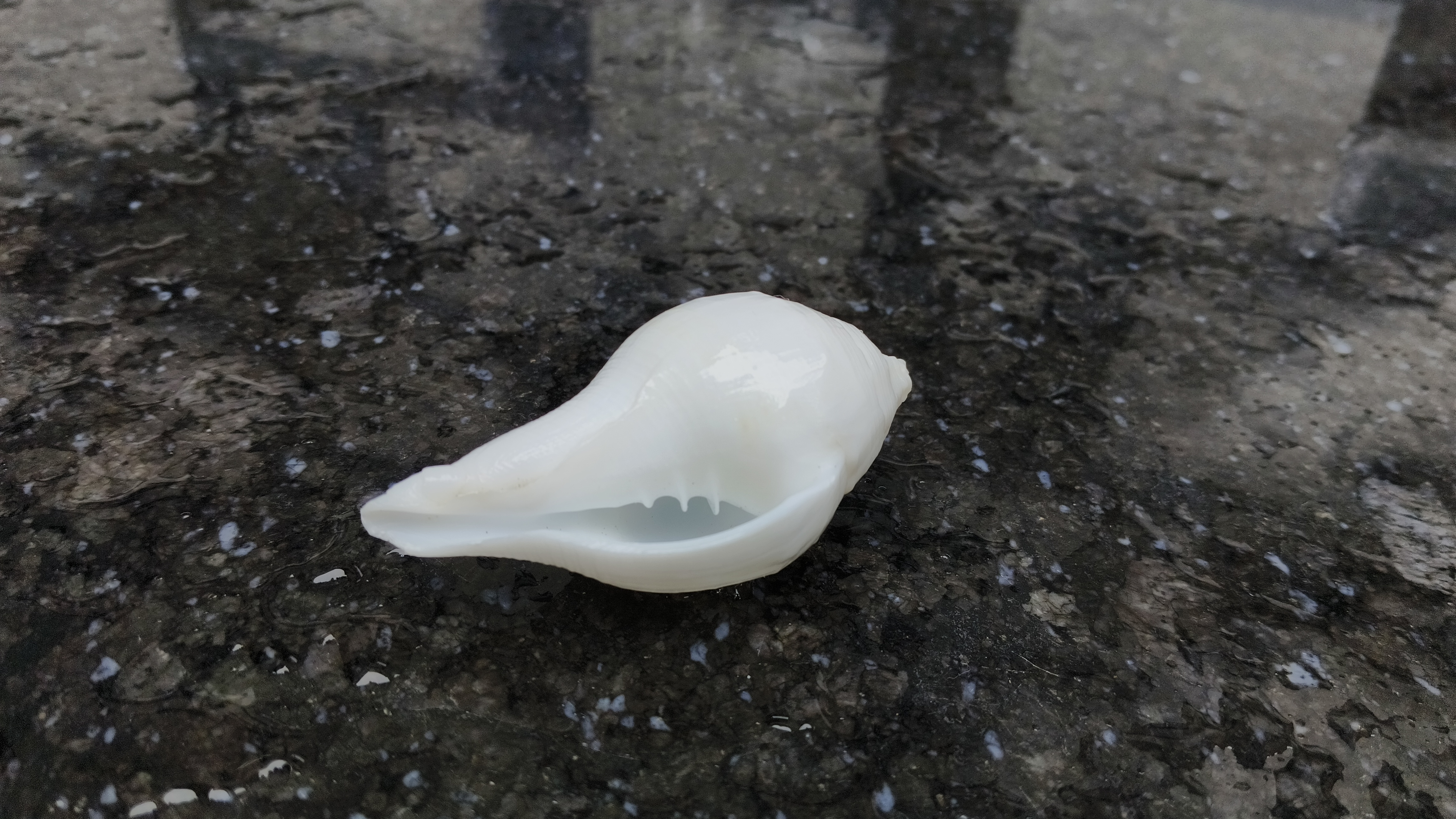White Conch Shell for puja purpose