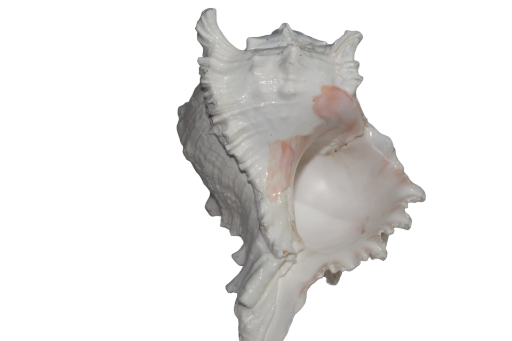 Vishnu Sankh (Large Conch Shell)