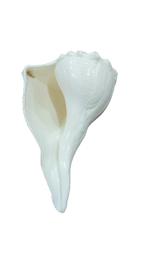 Dakhinabarti (right handed) unique White Conch Shell