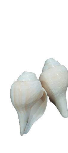 White Blowing Conch Shells 6 inch long (Sankh)