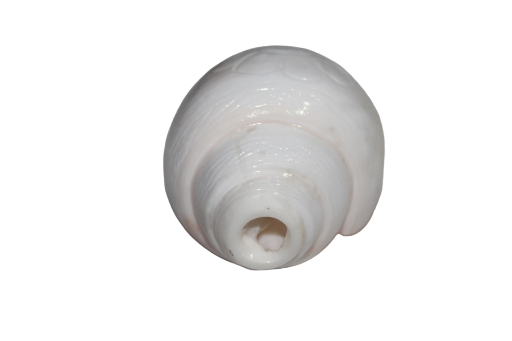 Best quality White Conch Shell (Sankh) 10inch long