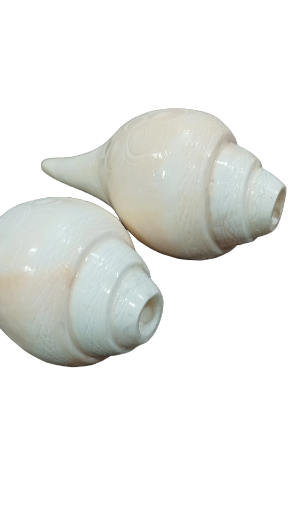 White Blowing Conch Shells 6 inch long (Sankh)