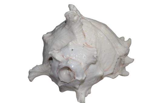 Vishnu Sankh (Large Conch Shell)