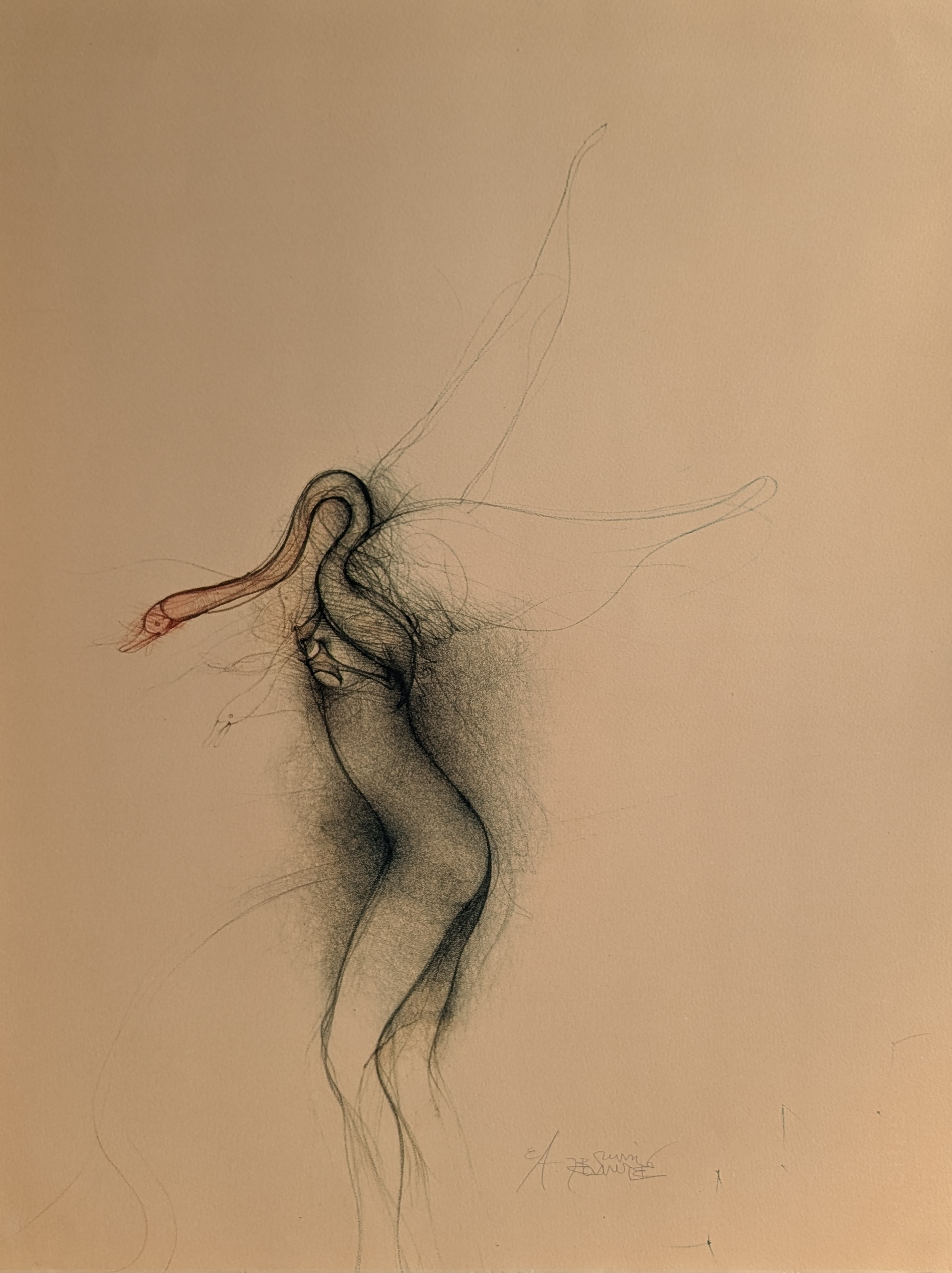 Bruno Bruni, Swan