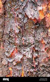 Bloodwood bark