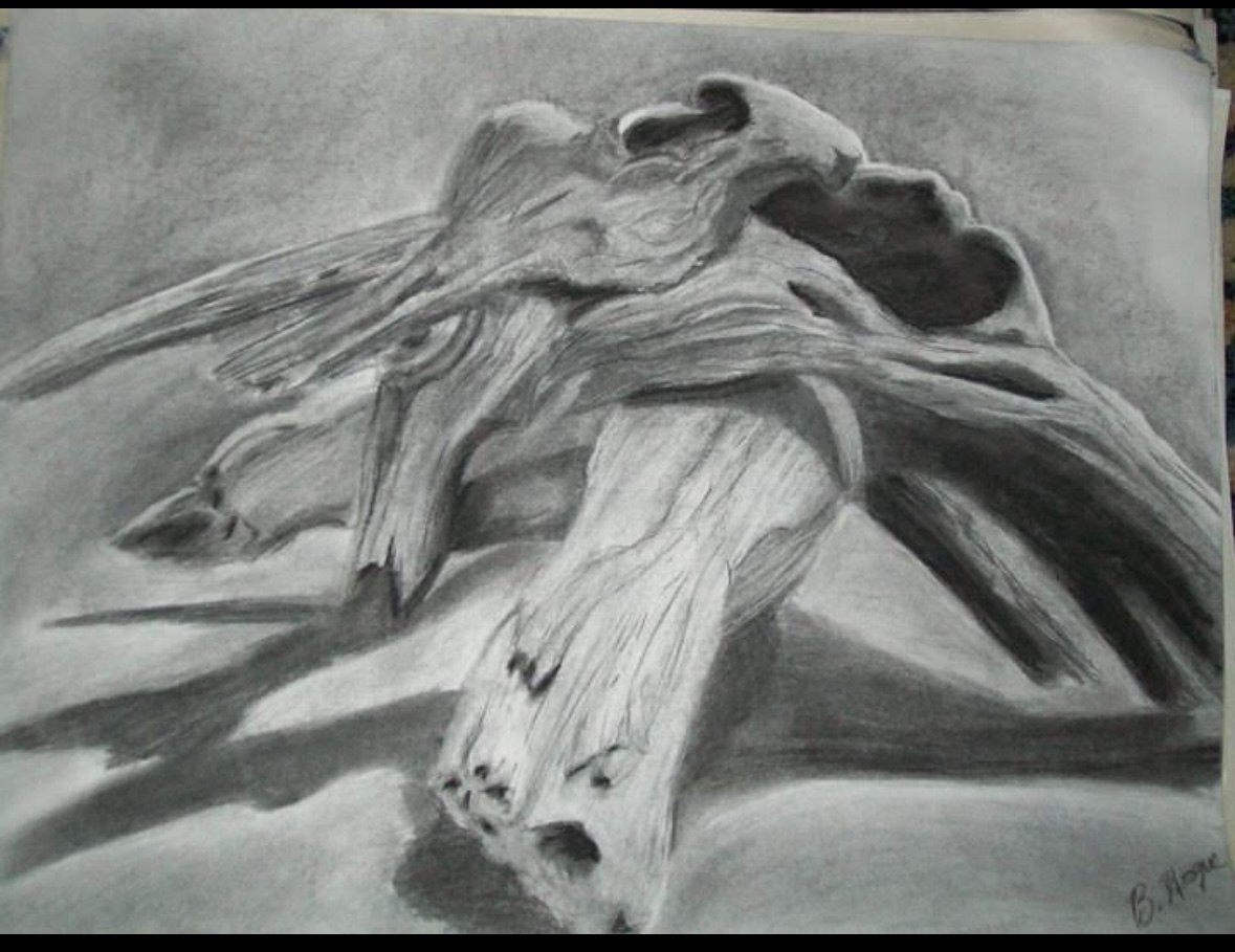 Charcoal Drawing of Driftwood
