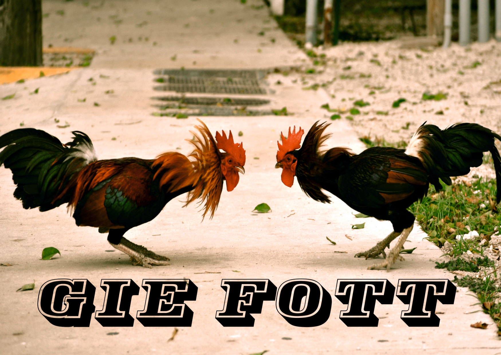 GIE FOTT • Grimmicher Postkarte A6