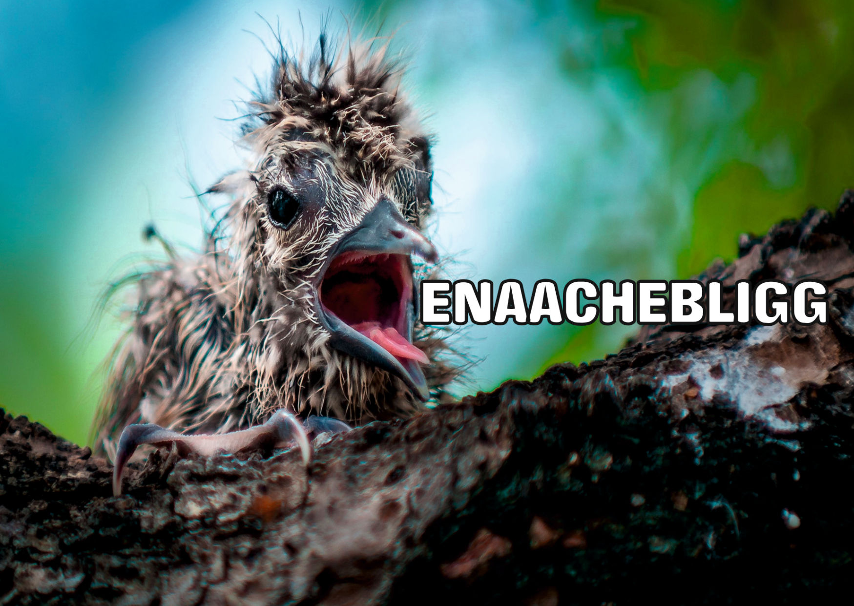 Enaachebligg • Grimmicher Postkarte A6