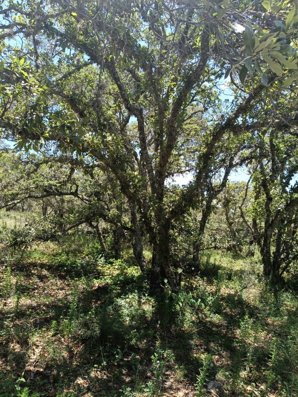 Hectáreas en venta Municipio de Huimilpan Querétaro