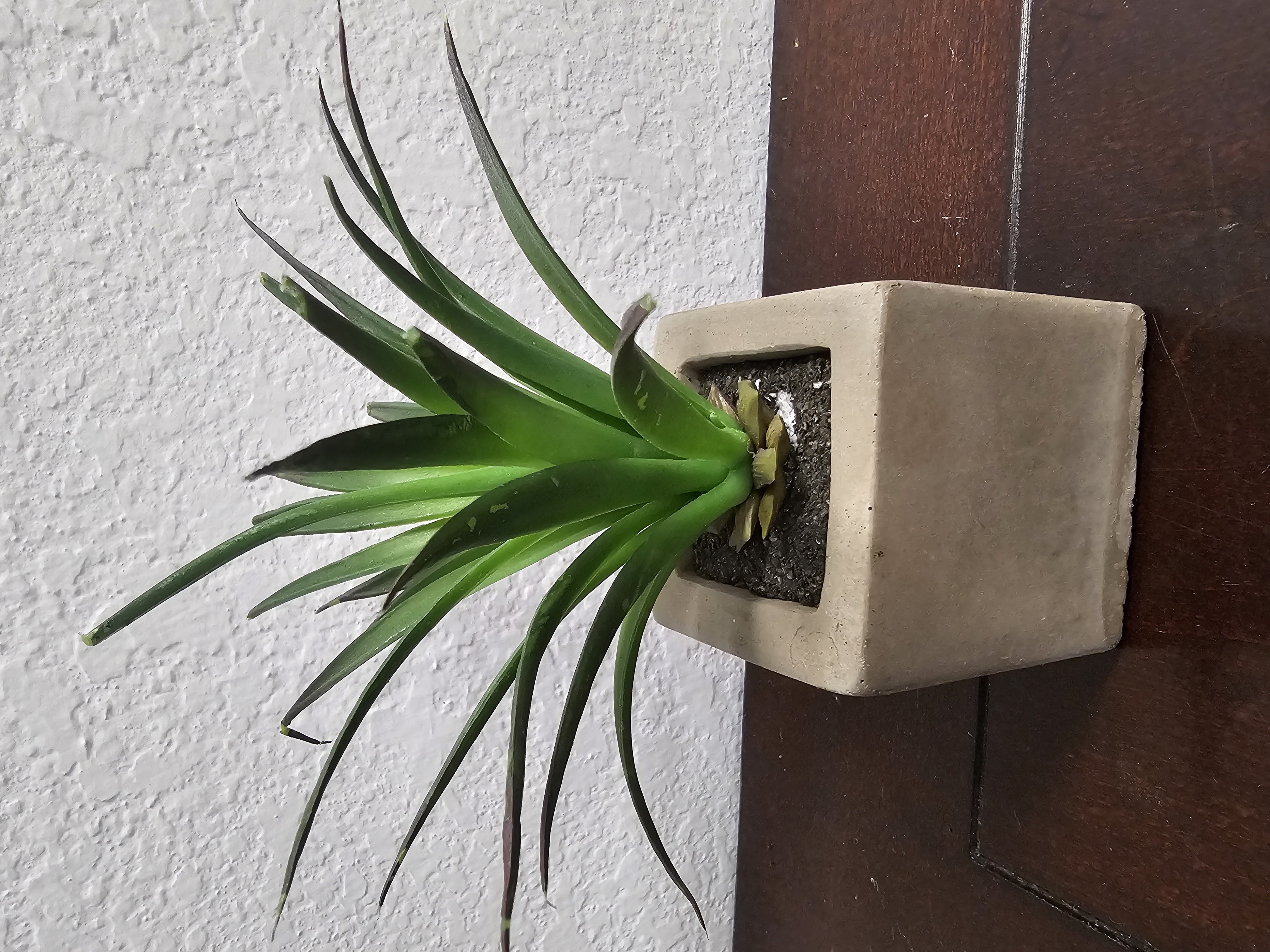 Plant in Square Pot