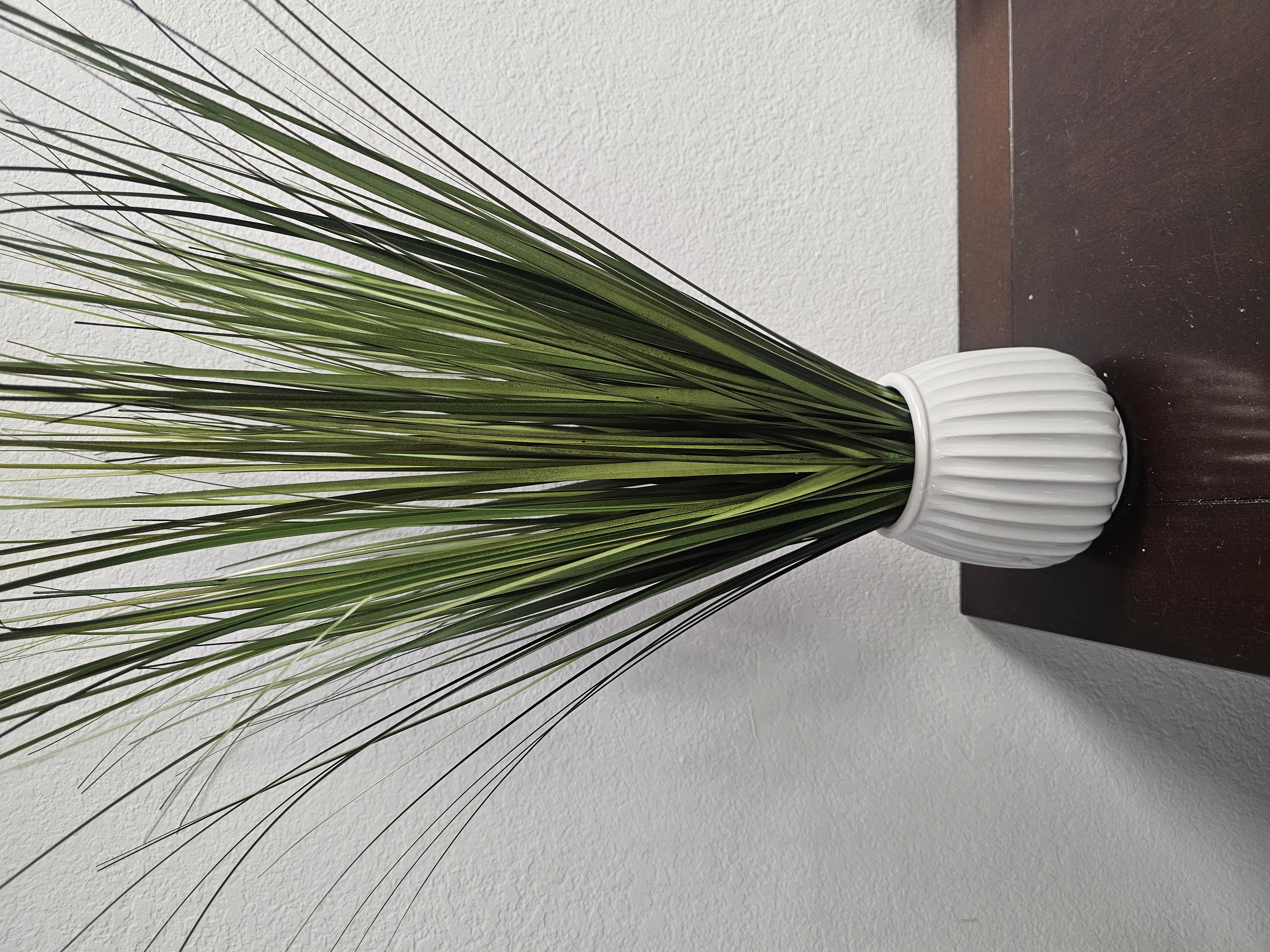 Decorative Plant