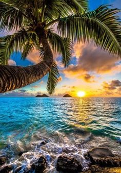 Tapyba pagal skaičius „Rožių pilies paslaptis“