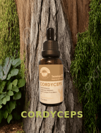 Cordyceps