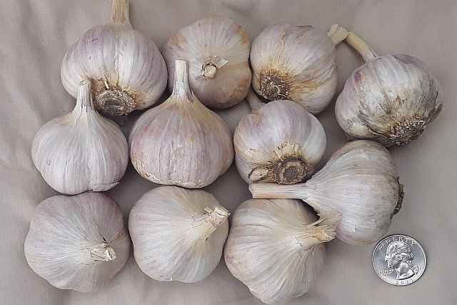 Romanian Red bulbs, organic