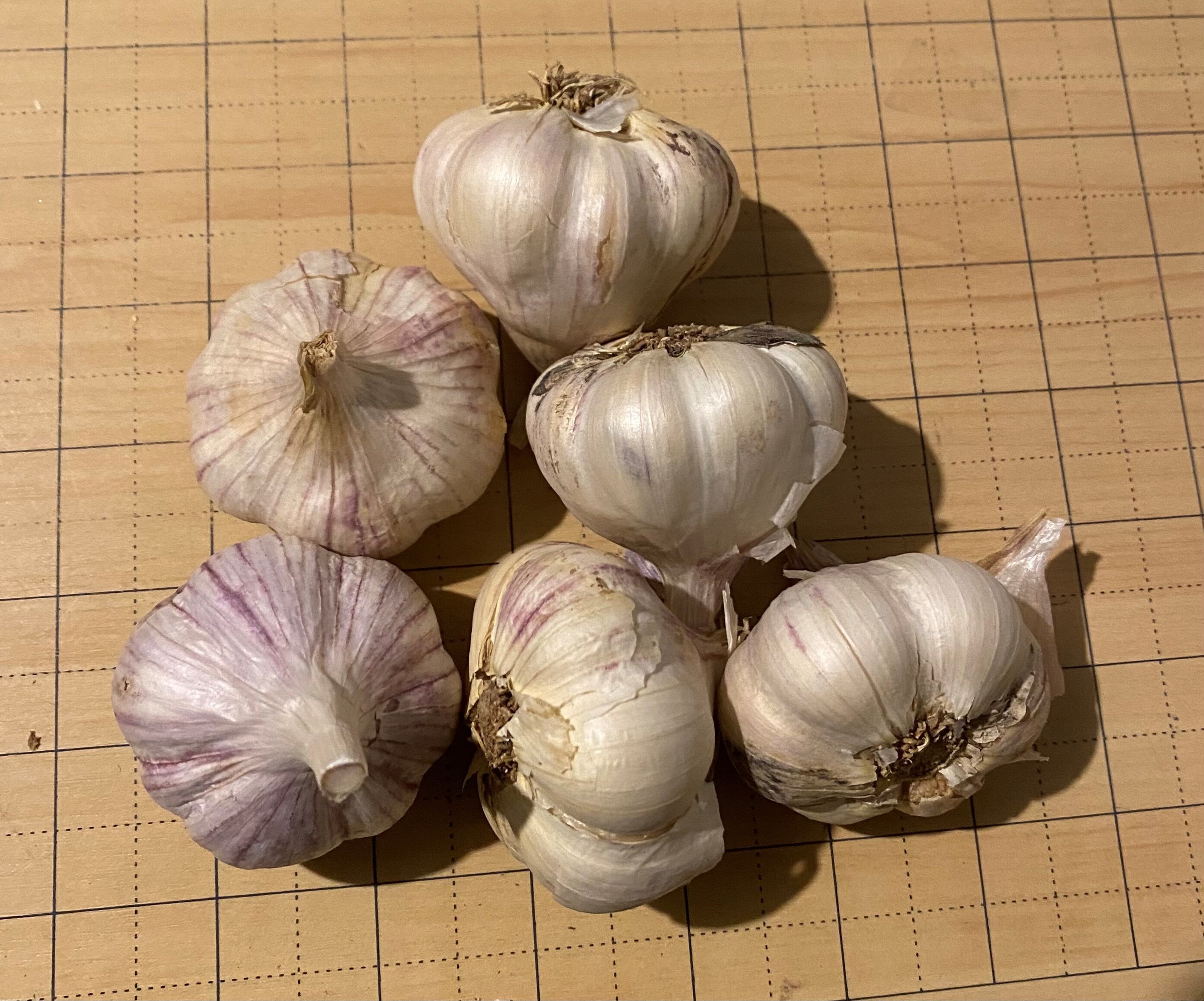 Inchelium Red garlic bulbs
