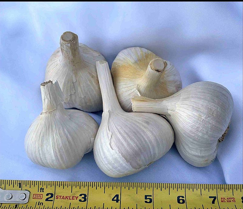 Elephant Garlic bulbs, organic