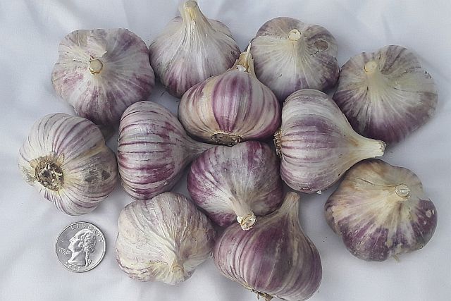 Russian Red garlic bulbs, organic