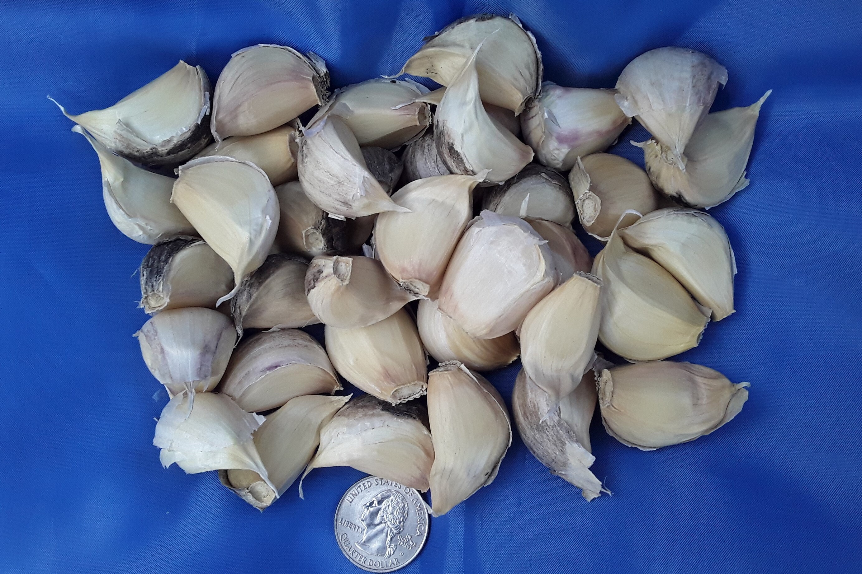 Red Toch bulbs, organic