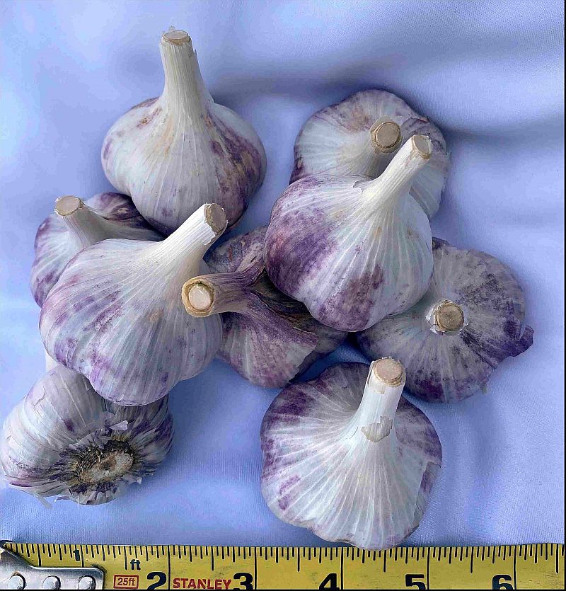 Russian Red garlic bulbs, organic