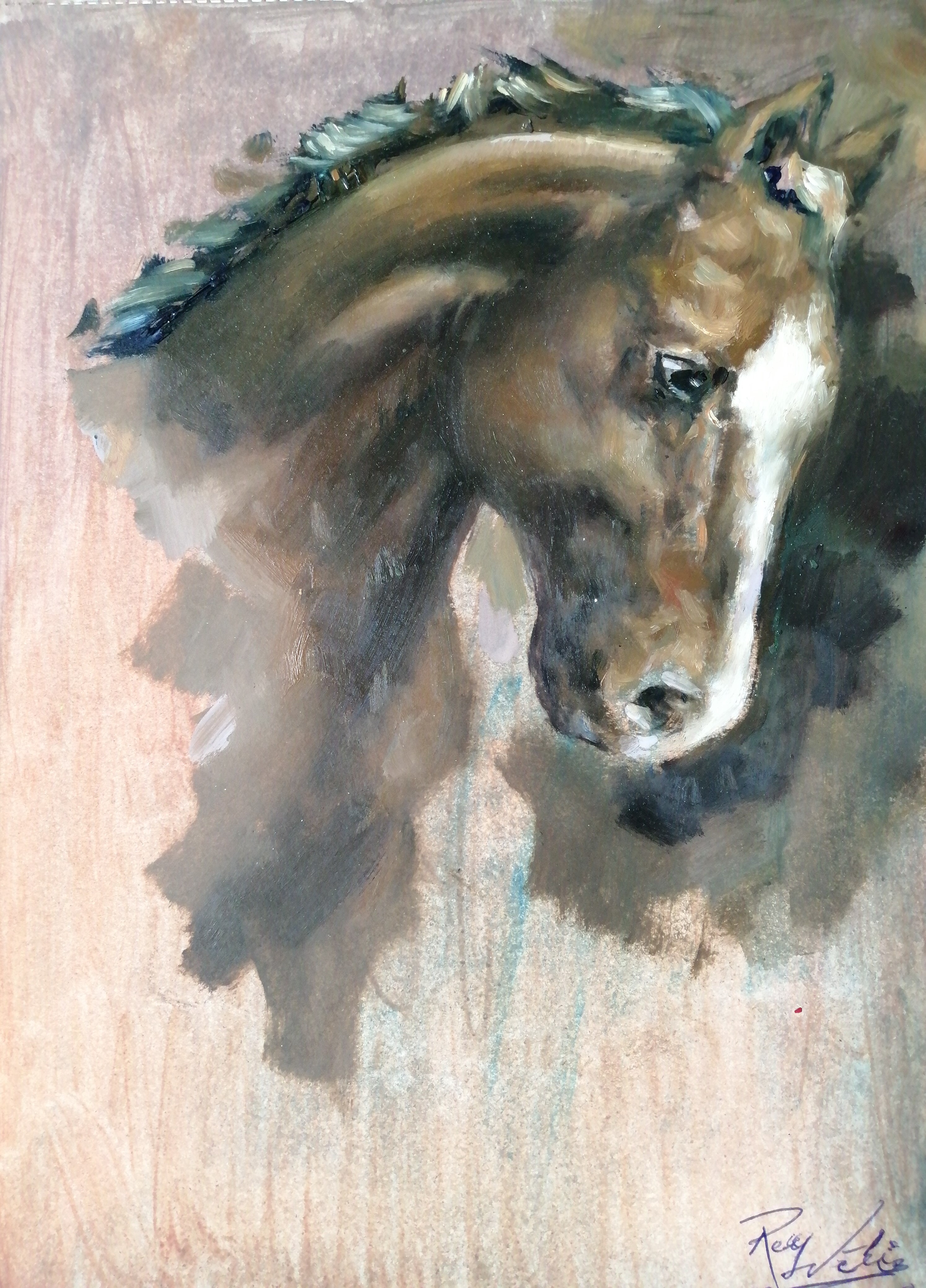 ESTUDIO DE CABEZA DE CORCEL