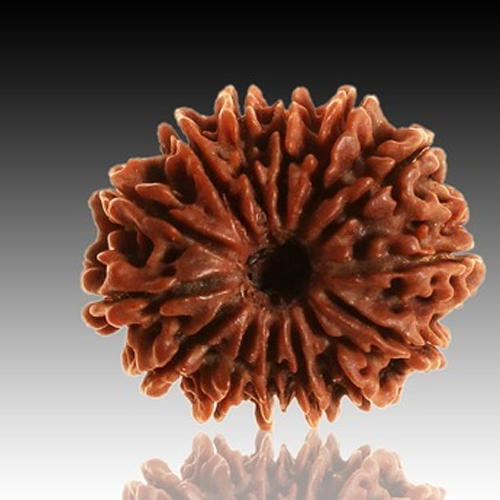 14 MUKHI-Rudraksha