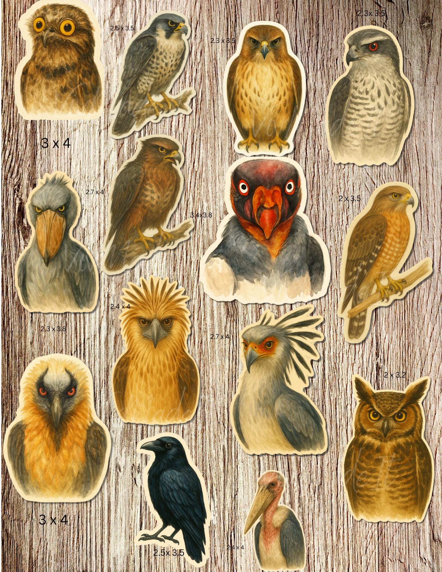 Watercolor Birds of Prey Sticker Set: 14 Die-Cut Raptor Stickers