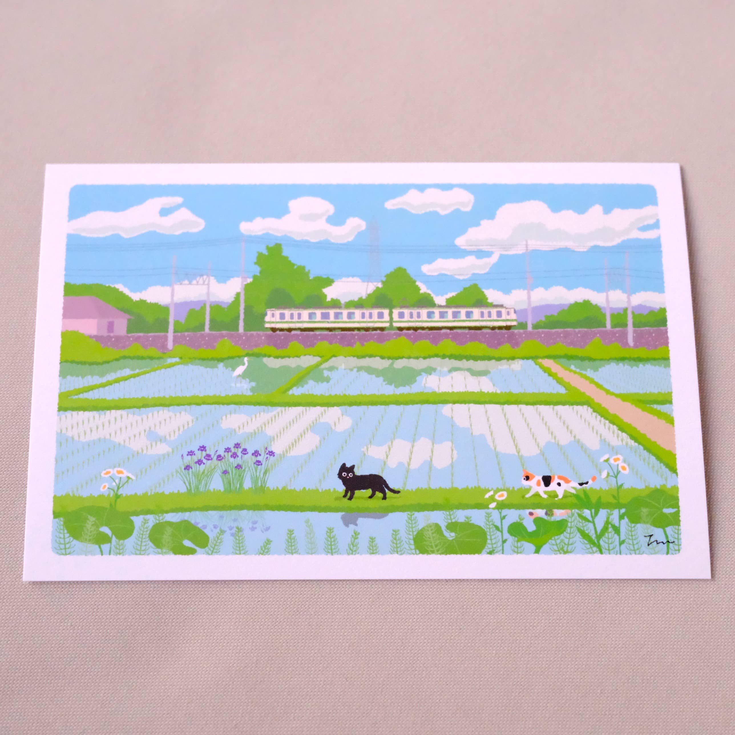 Postal Gatos y Campos de Arroz