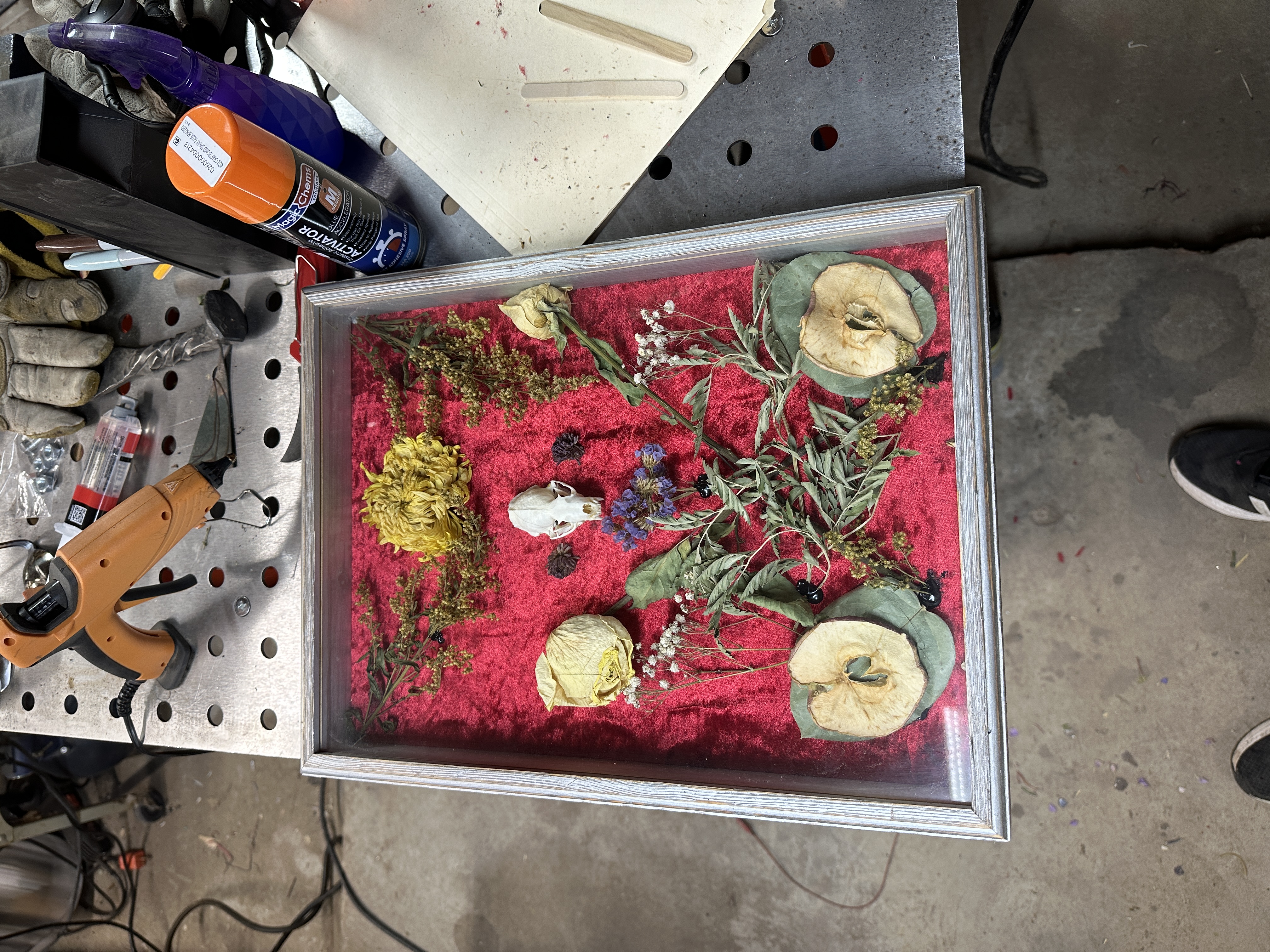 Framed Botanical and Nature Display