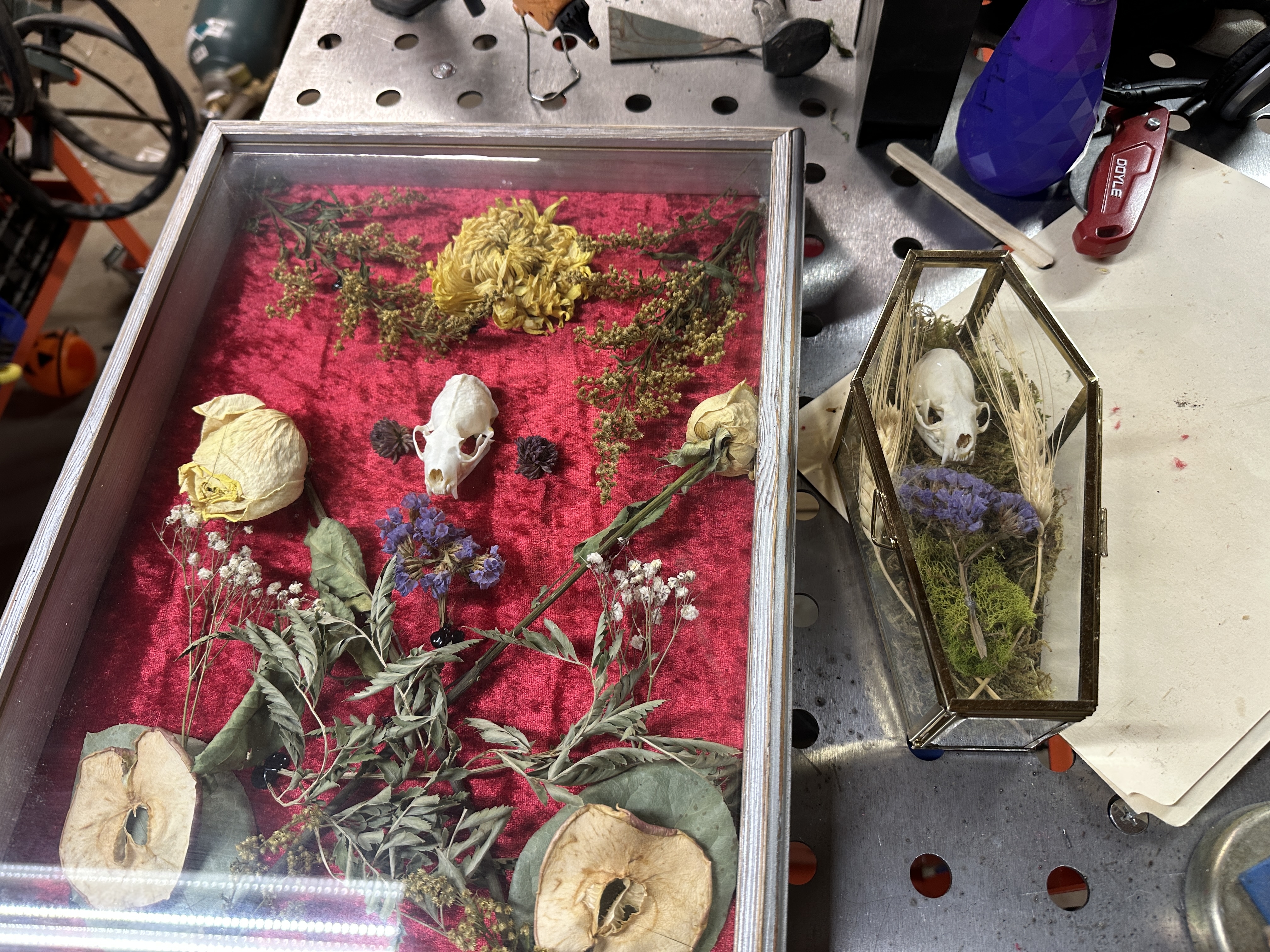 Framed Botanical and Nature Display