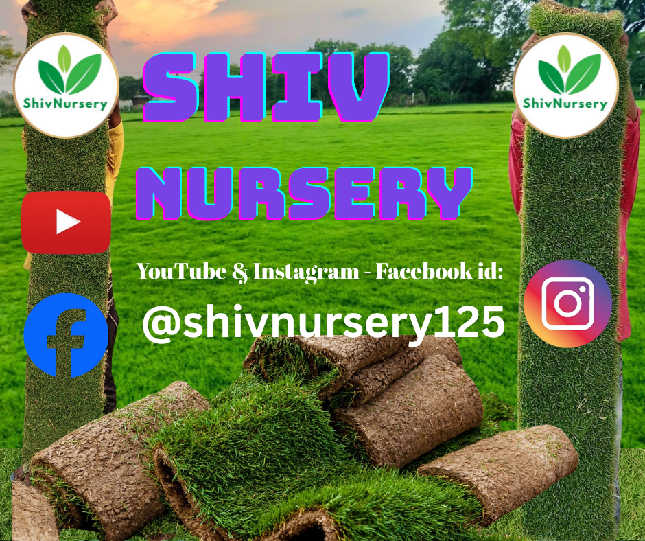 Natural Lawn Grass in Dwarka Sector 6 Delhi