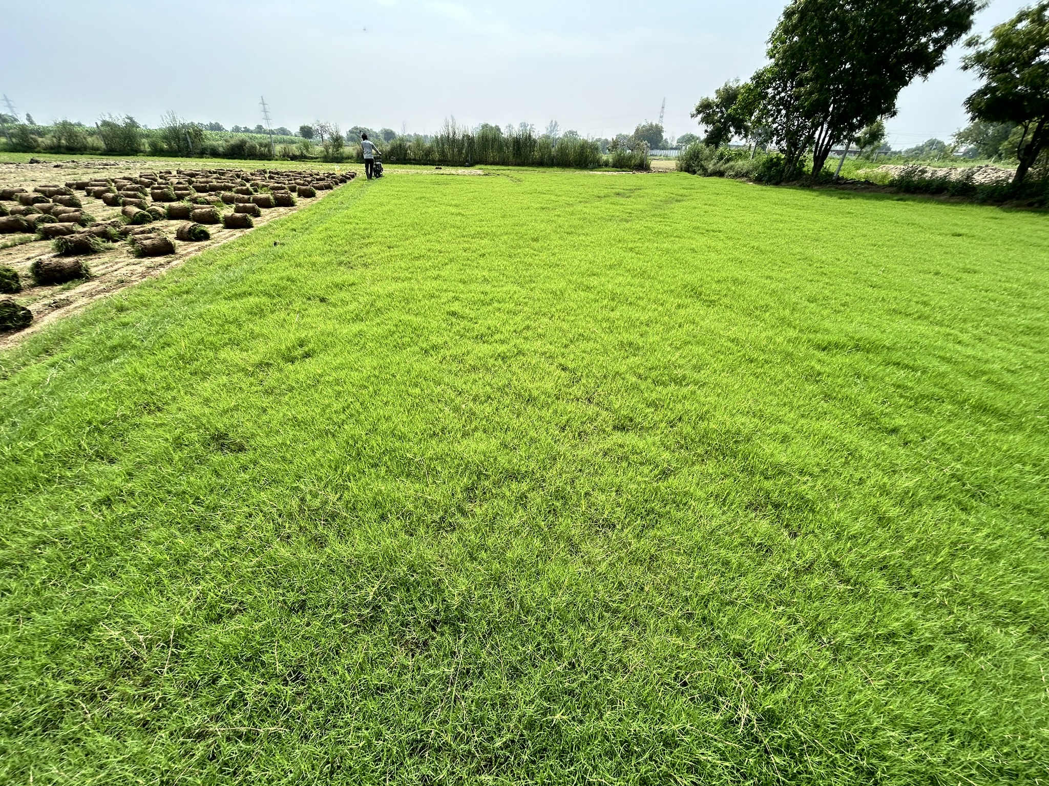 Premium Natural Lawn Grass Rolls