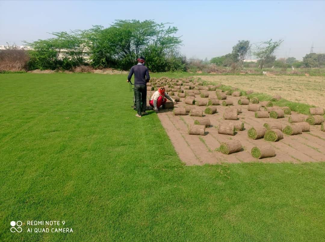 Premium Natural Lawn Grass Rolls