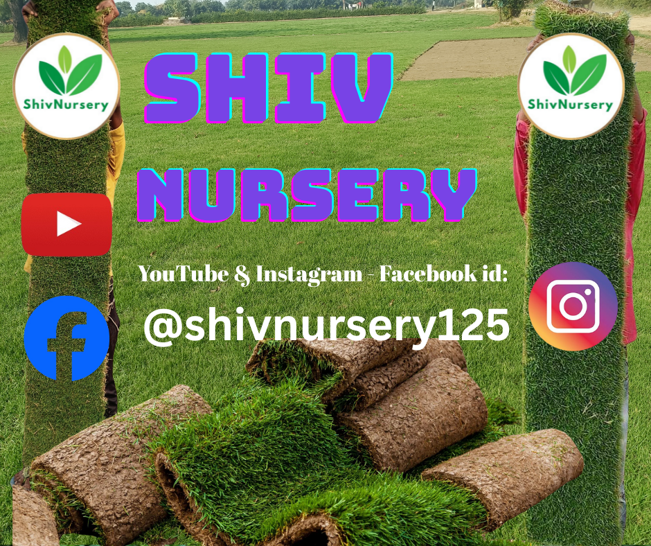 Natural Lawn Grass in Dwarka Sector 6 Delhi
