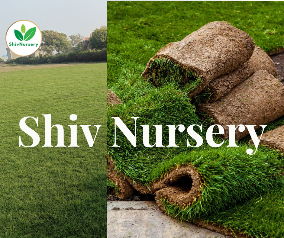 Natural Grass Noida
