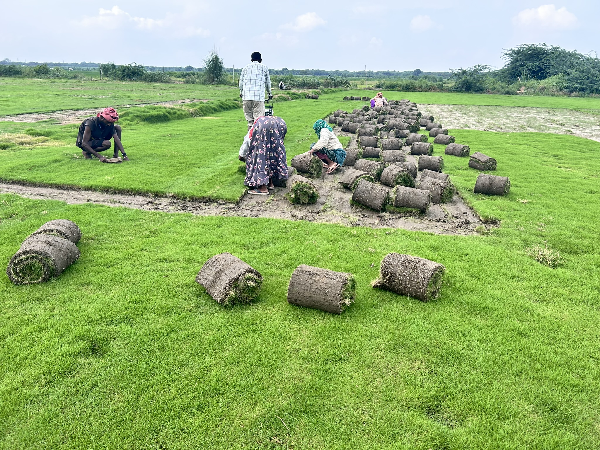 Premium Natural Lawn Grass Rolls