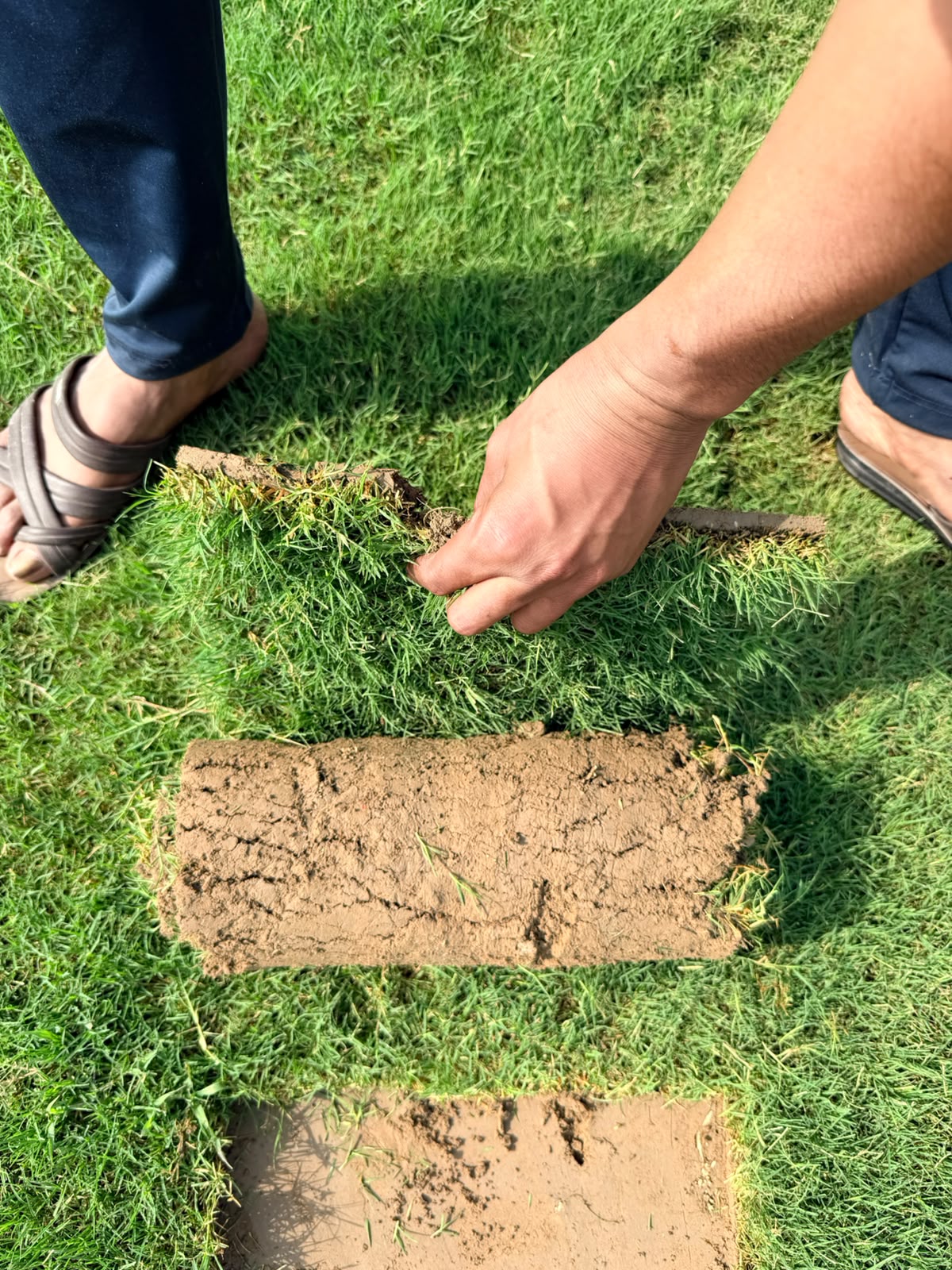 Natural Lawn Grass in Lucknow Cantonment | Wholesale Natural Lawn Grass | Lawn Grass Carpet | Natural Lawn Grass | Natural Lawn Grass Supplier | Natural Grass in Bulk | Natural Lawn Grass Wholesale Price | Buy Natural Lawn Grass in Lucknow Cantonment