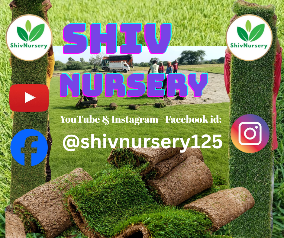 Natural Lawn Grass in Dwarka Sector 6 Delhi