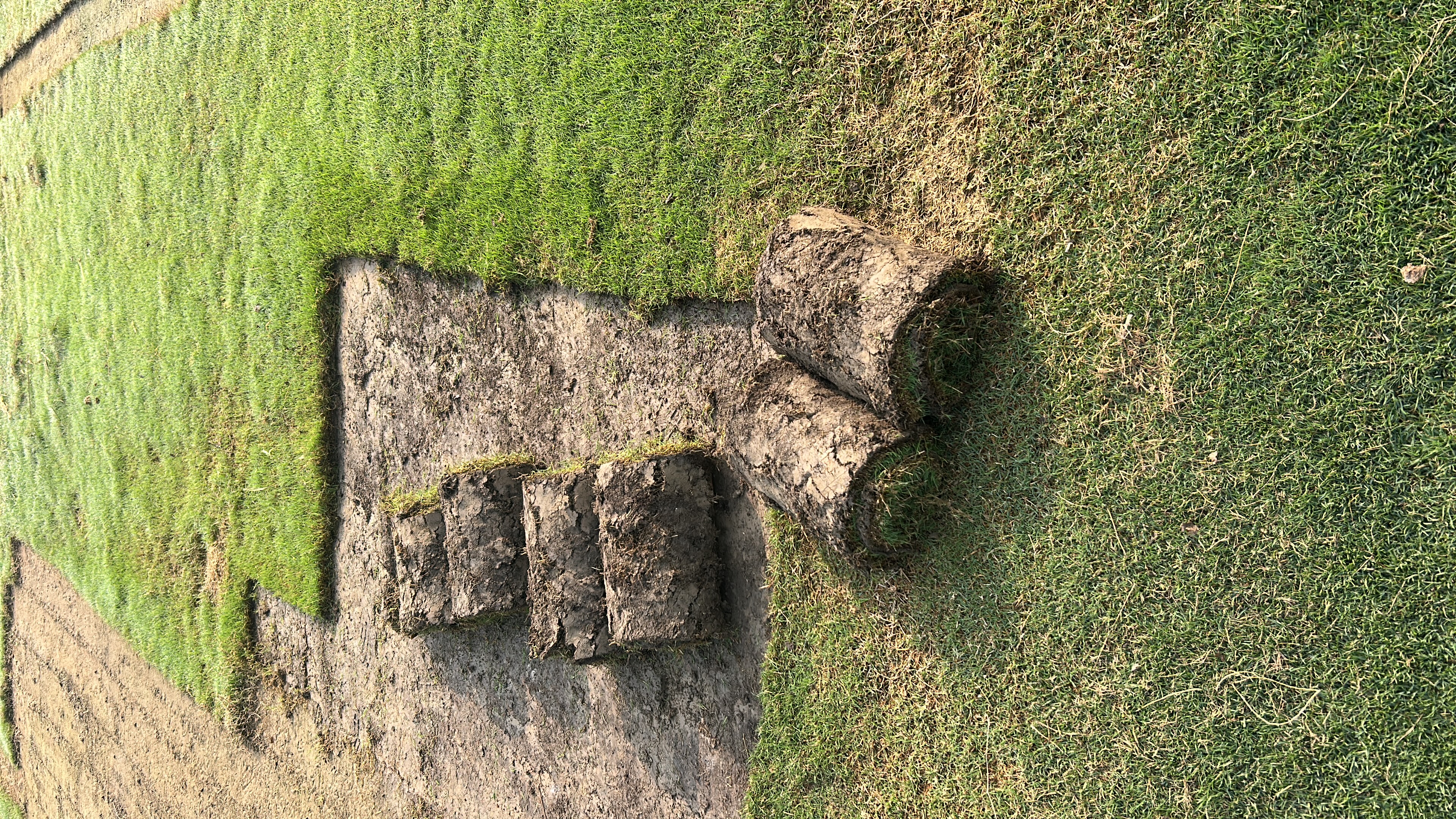 Buy Fresh Lawn Grass Faridabad