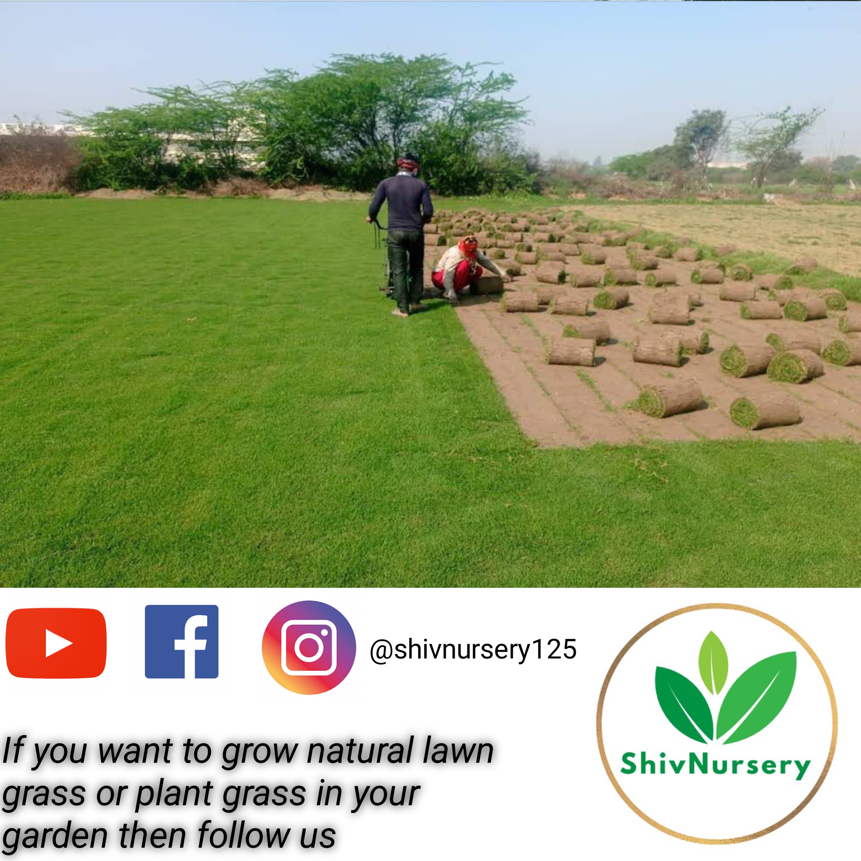 Natural Lawn Grass in Gaziabad