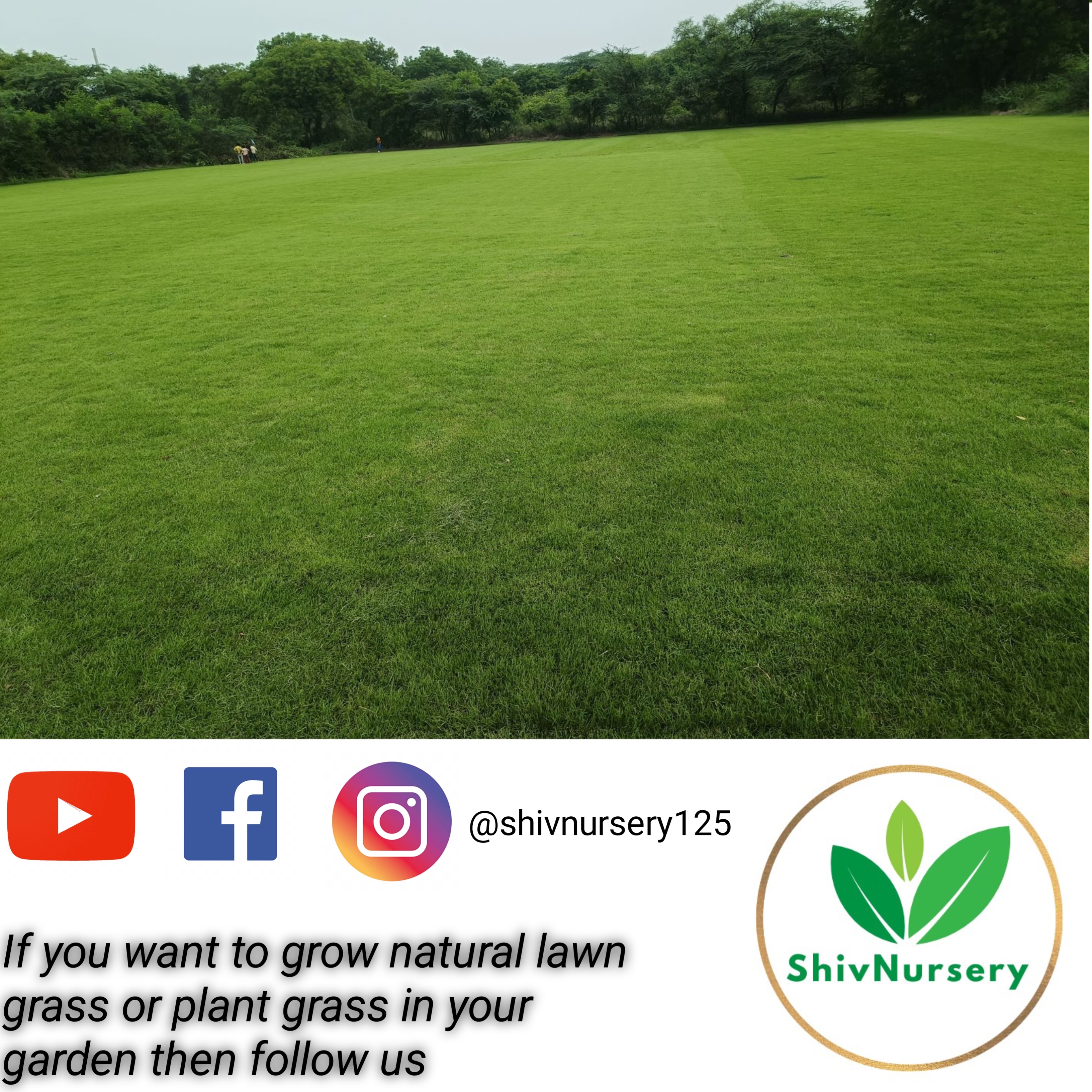 Natural Lawn Grass in Mathura Road Faridabad